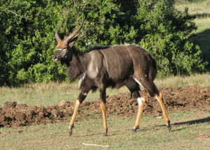 1403-105 Nyala antelope