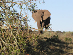 1403-108 Bull elephant