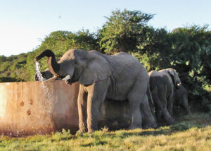 1403-109 A small herd of elephants drinking their fill