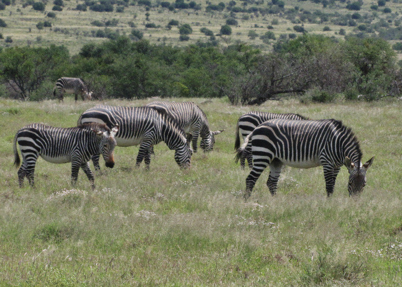 1403-141 Cape Mountain Zebra