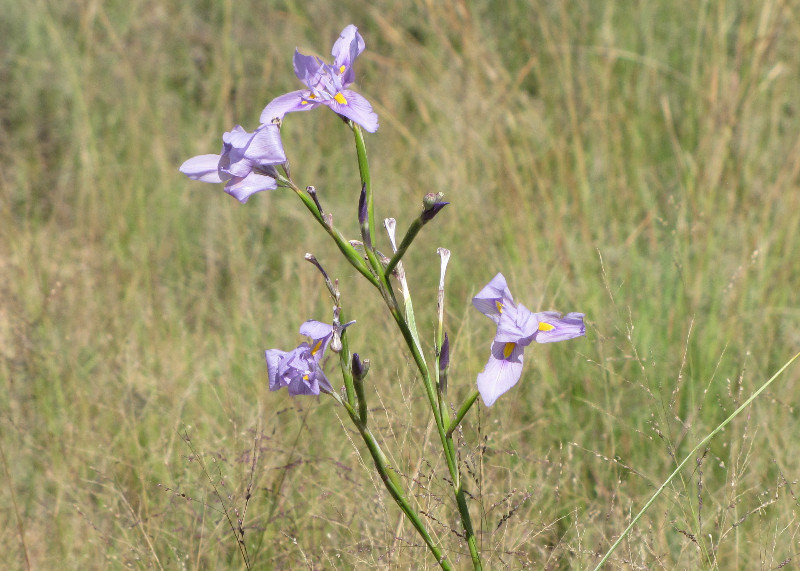 1403-146 Lily-like plant