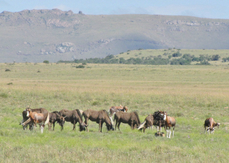 1403-152 Mixed herd of blue wildebeest and blesbok