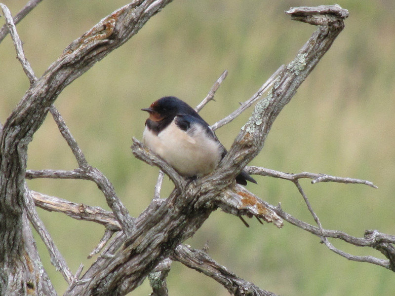 1403-160 Barn (European) Swallow
