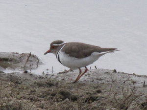 1403-161 Three-banded Plover