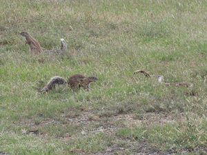 1403-165 Ground Squirrel-Cobra sequence part 5
