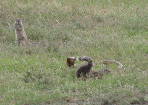 1403-166 Ground Squirrel-Cobra sequence part 6