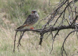 1403-169 Amur Falcon