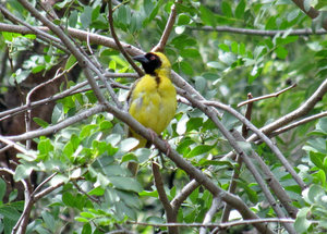1403-193 Southern Masked weaver that had nests all over the park