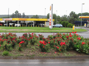 1403-204 Roses and cannas planted in  Bloemfontein medians