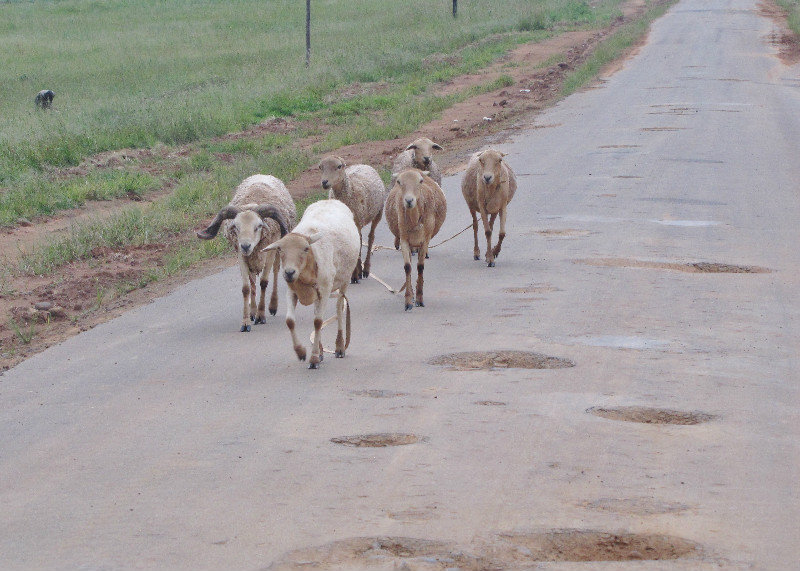 1403-238 Road hazards--potholes and goats were typical of road conditions for about 30 miles