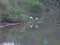 1403-359 Storks on the Mlilwani Wildlife Sanctuary