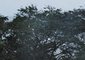 1403-360 Storks and other birds roosting in the trees