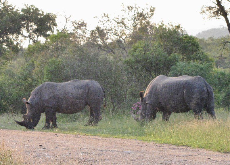 1403-375b Pair of Square-lipped (White) Rhinoceros