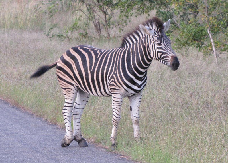 1403-377 Burchell's Zebra