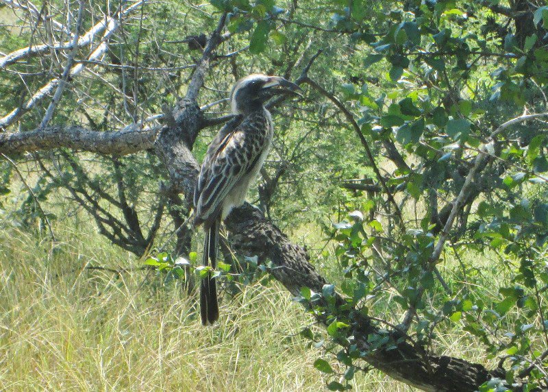 1403-367 Hornbill, African grey