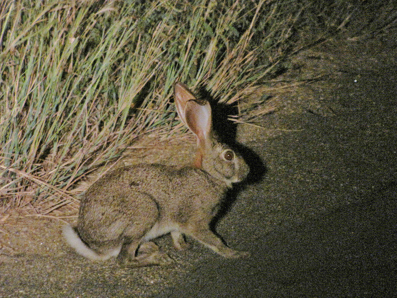 1403-383 Scrub Hare