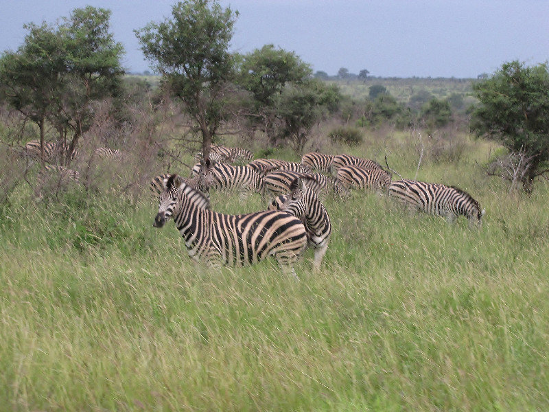 1403-385 Herd of Burchell's Zebras