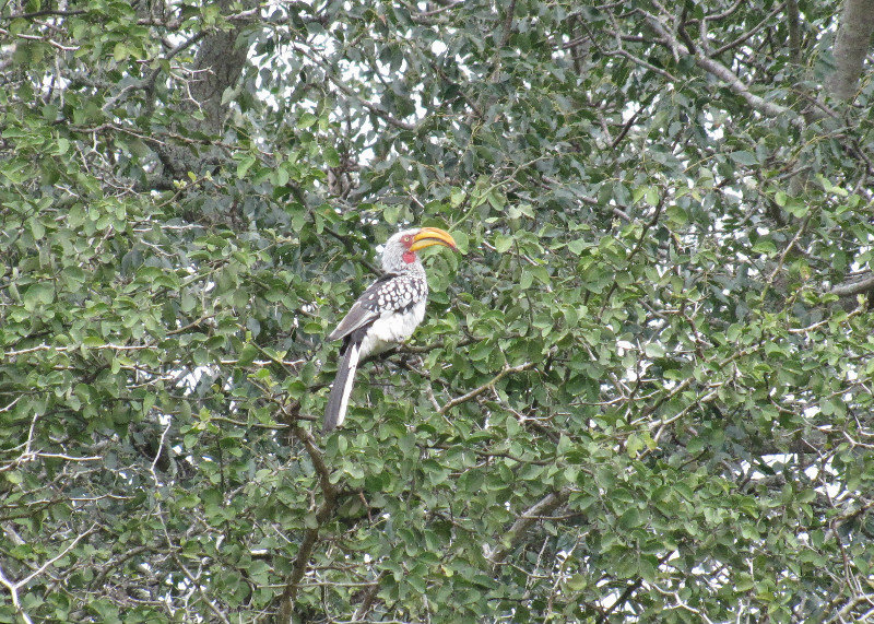 1403-395 Hornbill,Southern Red-billed