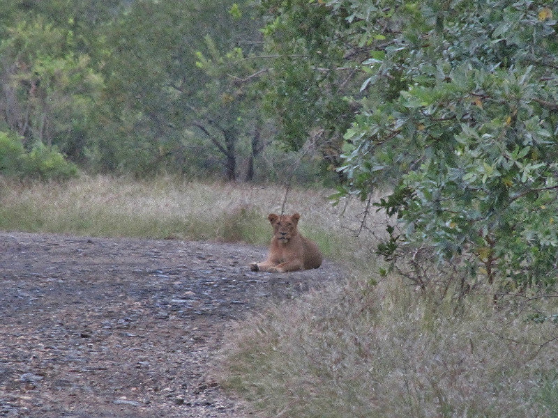 1403-384  Lioness on closed side road looking at all of us