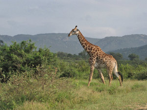 1403-387  Giraffe