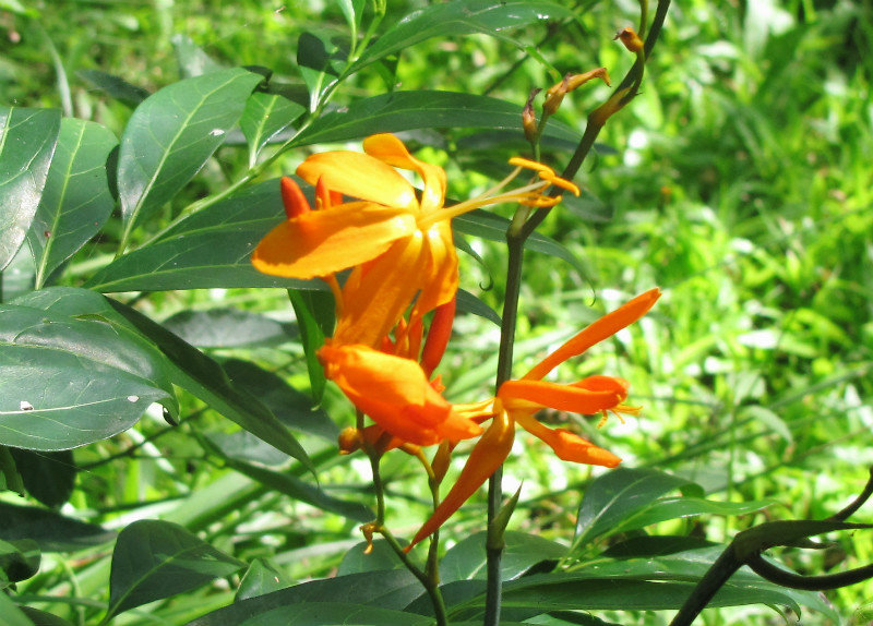 1403-426 Tiger-lily type wild flower in plant nursery