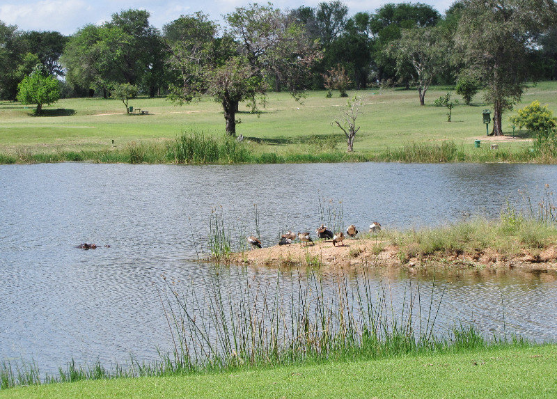 1403-427 Doesn't every golf course have a resident hippo