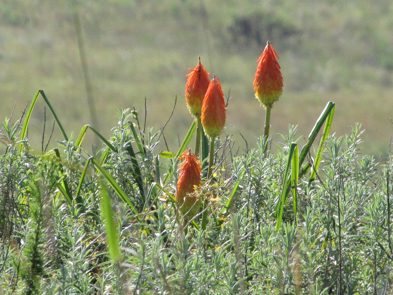 1403-459 Wild Red Hot Pokers