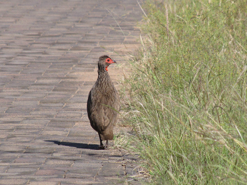 1403-493 On the better road, a  Spurfowl. Swainson's