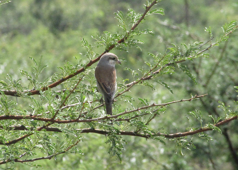 1403-499 In South Africa, they call these LBB for little brown birds that are hard to identify