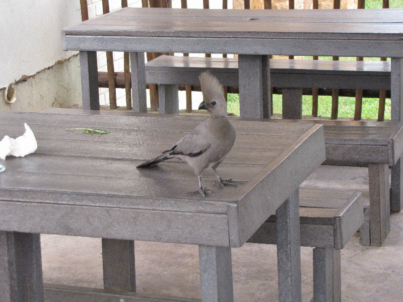 1403-509 Go-Away Bird, Grey