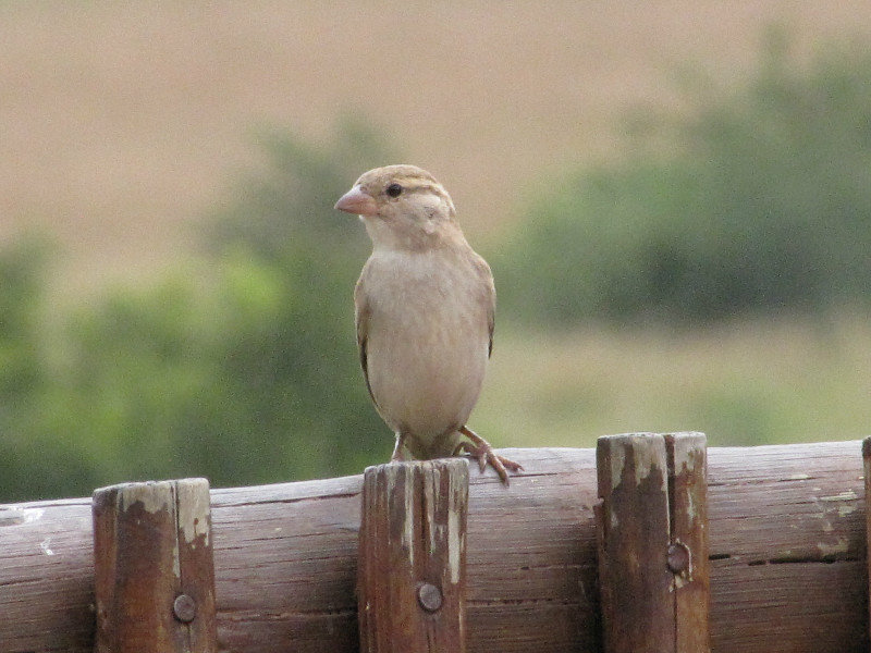 1403-510 A female sparrow