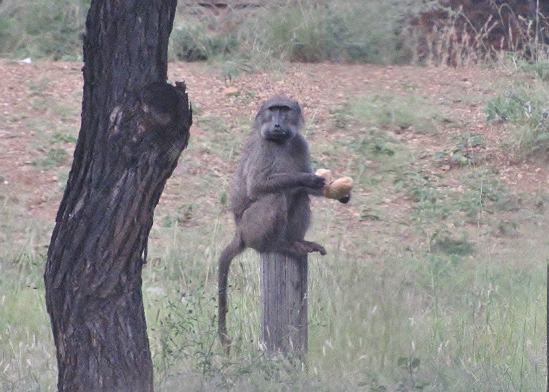 1403-526 Baboon raiding the garbage can in camprground