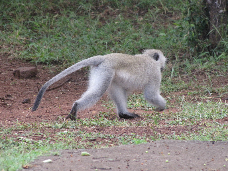 1403-527 Vervet monkey