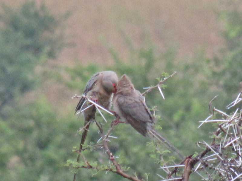 1403-528  Mousebird, Red-faced