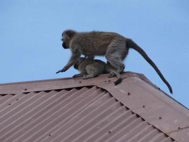 1403-530 While we waited for breakfast--Mother and baby vervet monkeys-A
