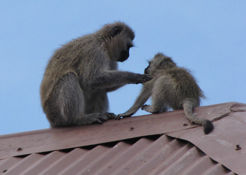1403-531 While we waited for breakfast--Mother and baby vervet monkeys-B