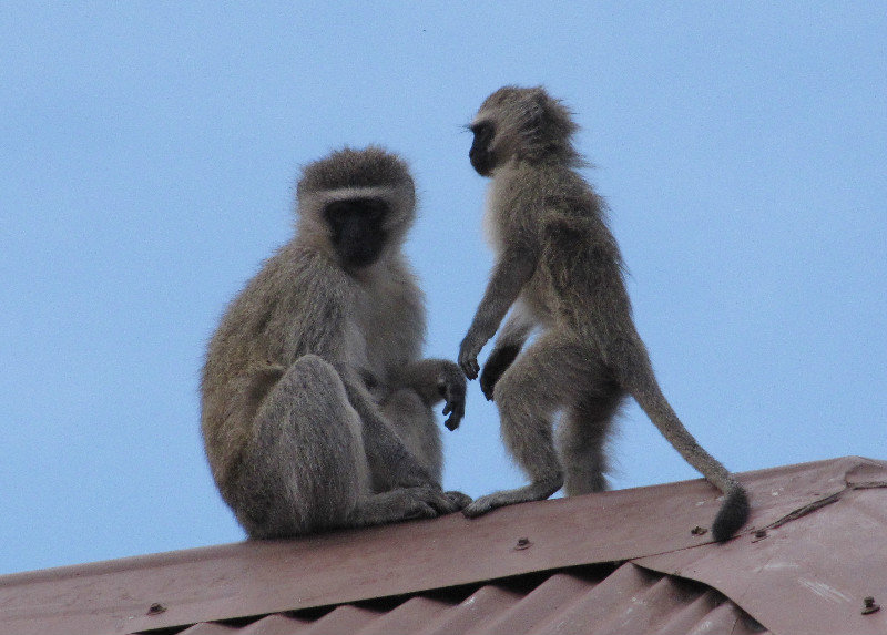 1403-532 While we waited for breakfast--Mother and baby vervet monkeys-C