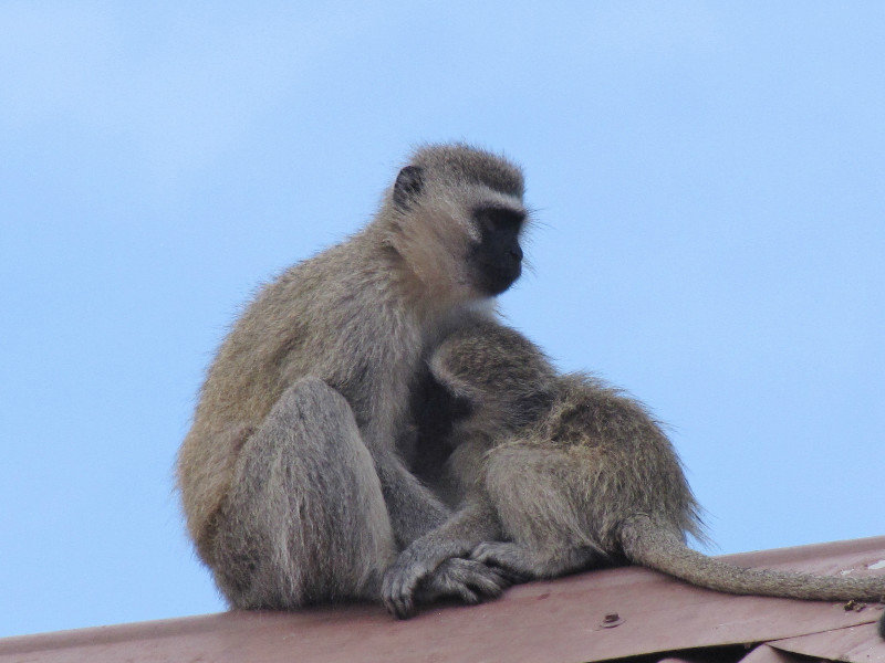 1403-533 While we waited for breakfast--Mother and baby vervet monkeys-D