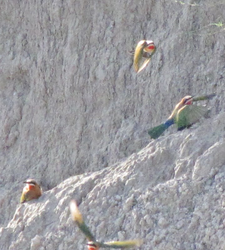 1403-617 More bee-eaters