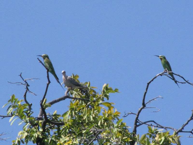 1403-636b Bee-eater, Blue-cheeked