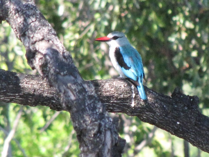 1403-637 Kingfisher, Mangrove