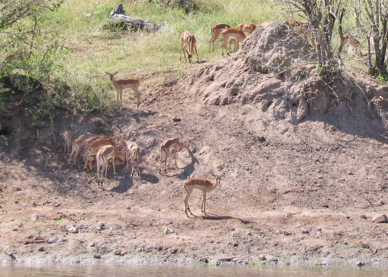 1403-638 Impalas licking the bank for minerals there