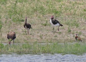 1403-650 Goose, Spur-winged