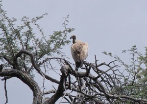 1403-656 Vulture, White-backed