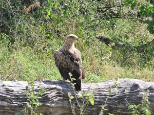 1403-660 Eagle, Tawny