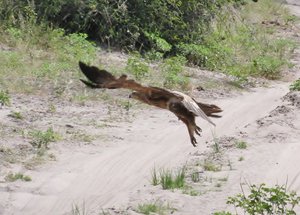 1403-661 Eagle, Tawny in flight