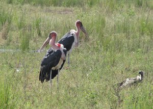 1403-663 Stork, Marabou