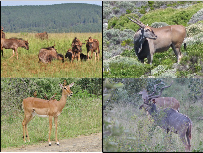 Blue Wildebeest (gnus), Eland, Impala, and Kudu pair