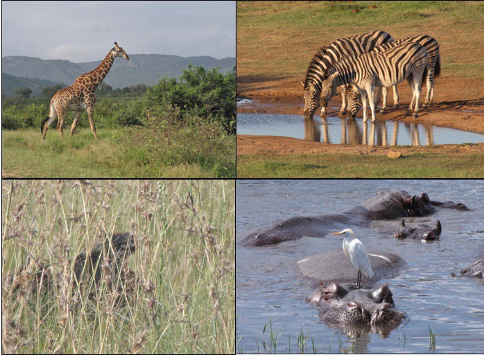 Not being hunters, we liked these also--giraffe, zebras, cheetah, and hippos