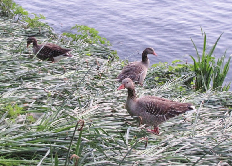 1405-39 Greylag Geese  by lake